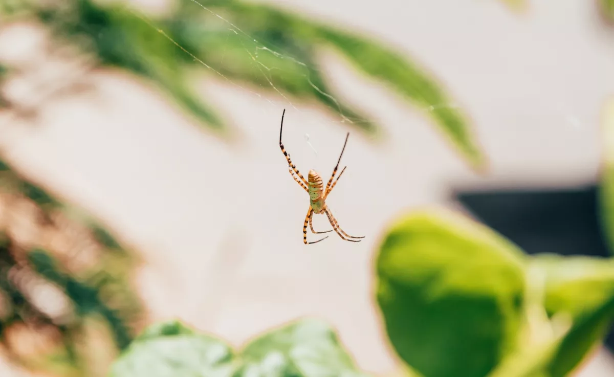 Ezt jelzi a pók az otthonodban: üzenet vagy csak véletlen vendég?