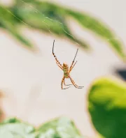 Ezt jelzi a pók az otthonodban: üzenet vagy csak véletlen vendég?