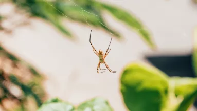Ezt jelzi a pók az otthonodban: üzenet vagy csak véletlen vendég?