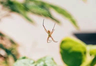 Ezt jelzi a pók az otthonodban: üzenet vagy csak véletlen vendég?