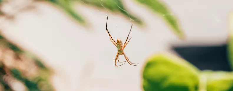 Ezt jelzi a pók az otthonodban: üzenet vagy csak véletlen vendég?