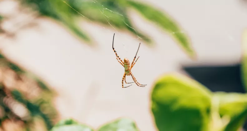 Ezt jelzi a pók az otthonodban: üzenet vagy csak véletlen vendég?