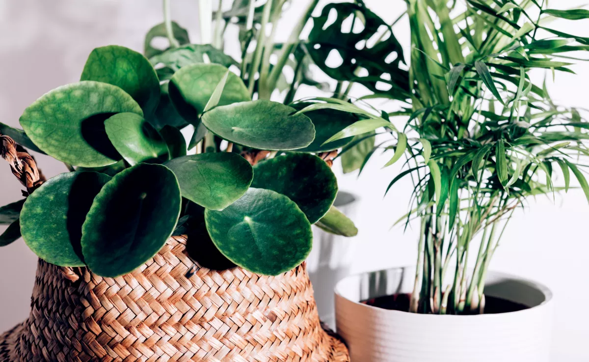 A te növényed is ezt csinálja? Ez az 5 jel elsőre ijesztő, de lehet, hogy nincs is baj