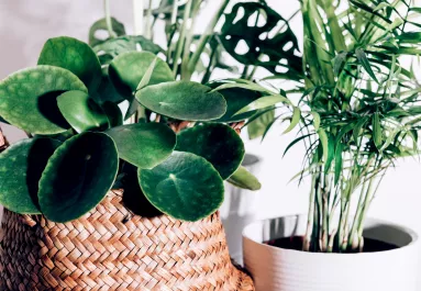 A te növényed is ezt csinálja? Ez az 5 jel elsőre ijesztő, de lehet, hogy nincs is baj