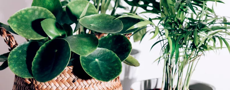 A te növényed is ezt csinálja? Ez az 5 jel elsőre ijesztő, de lehet, hogy nincs is baj