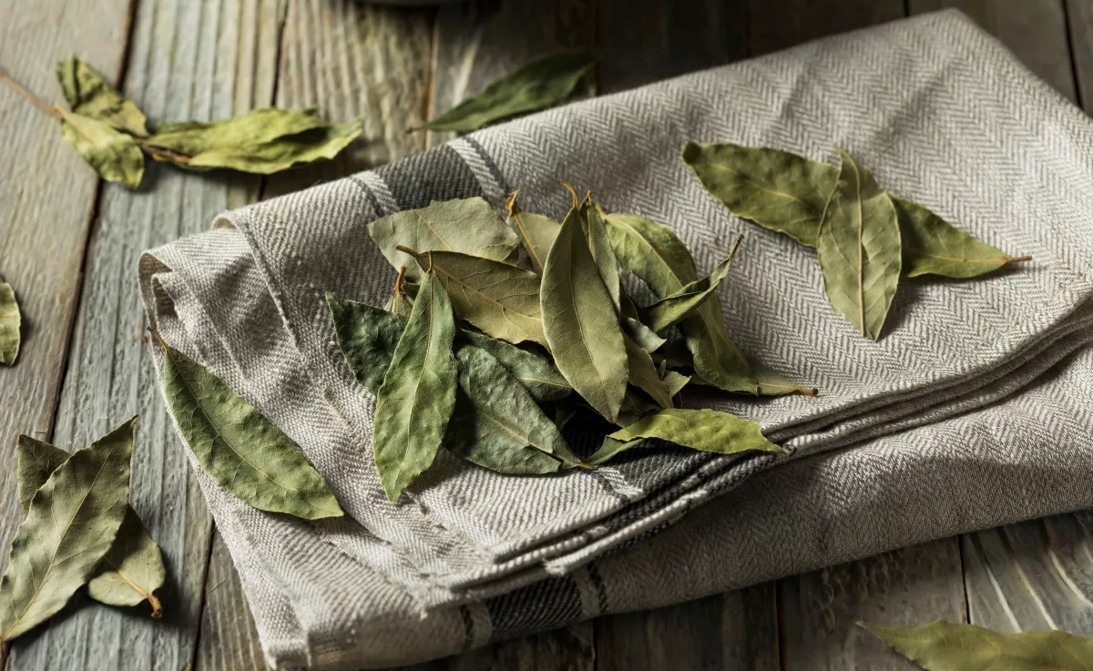 Ezért tesznek egyre többen babérlevelet a szőnyeg alá – a hatás meglepő