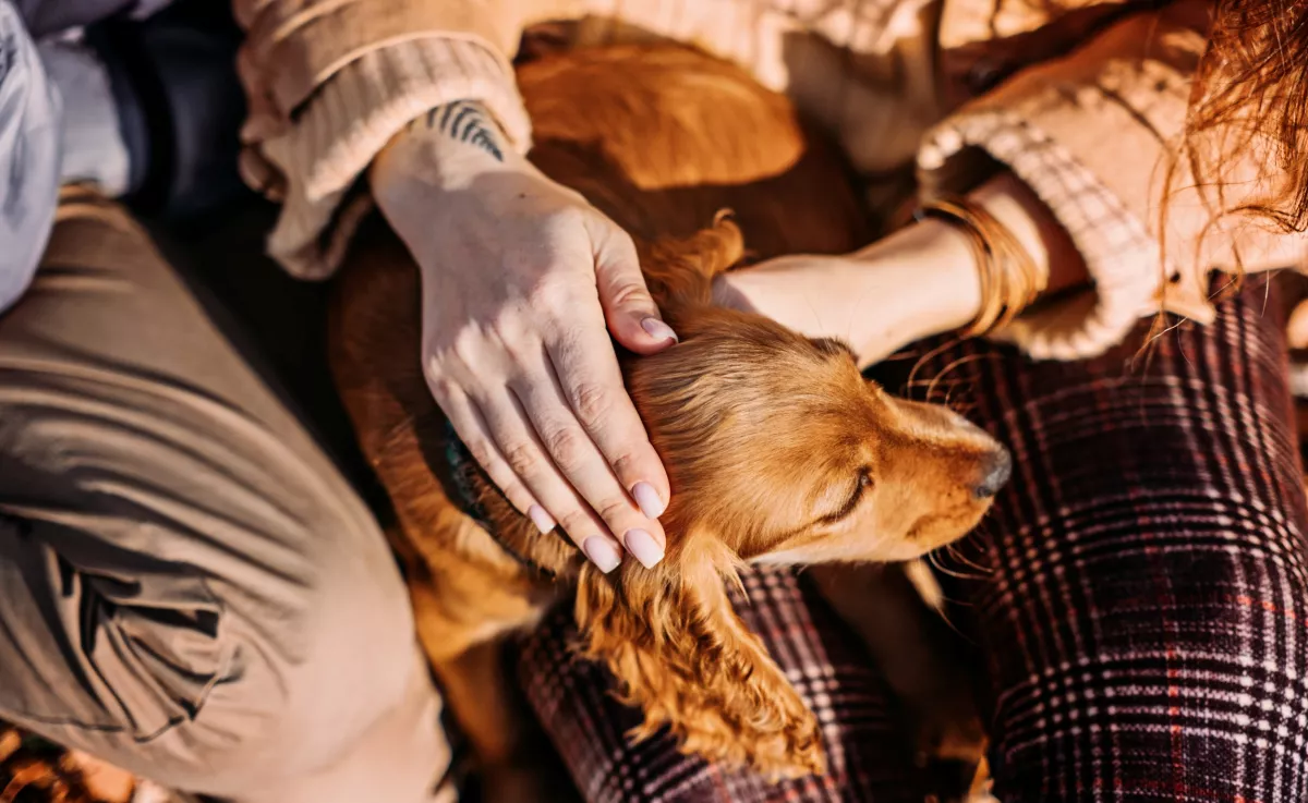 Ők soha nem hagynak cserben – 5 kutyafajta, akiknél a hűség alapbeállítás