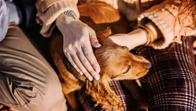 Ők soha nem hagynak cserben – 5 kutyafajta, akiknél a hűség alapbeállítás