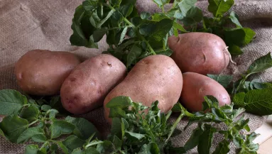 Mindig kicsírázik a krumpli a kamrában? Ezzel a tárolási trükkel tovább friss maradhat
