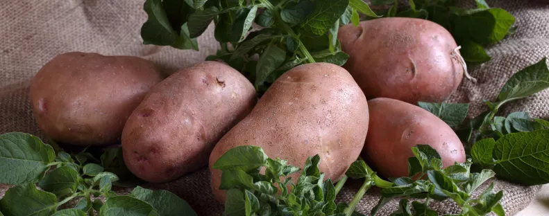 Mindig kicsírázik a krumpli a kamrában? Ezzel a tárolási trükkel tovább friss maradhat