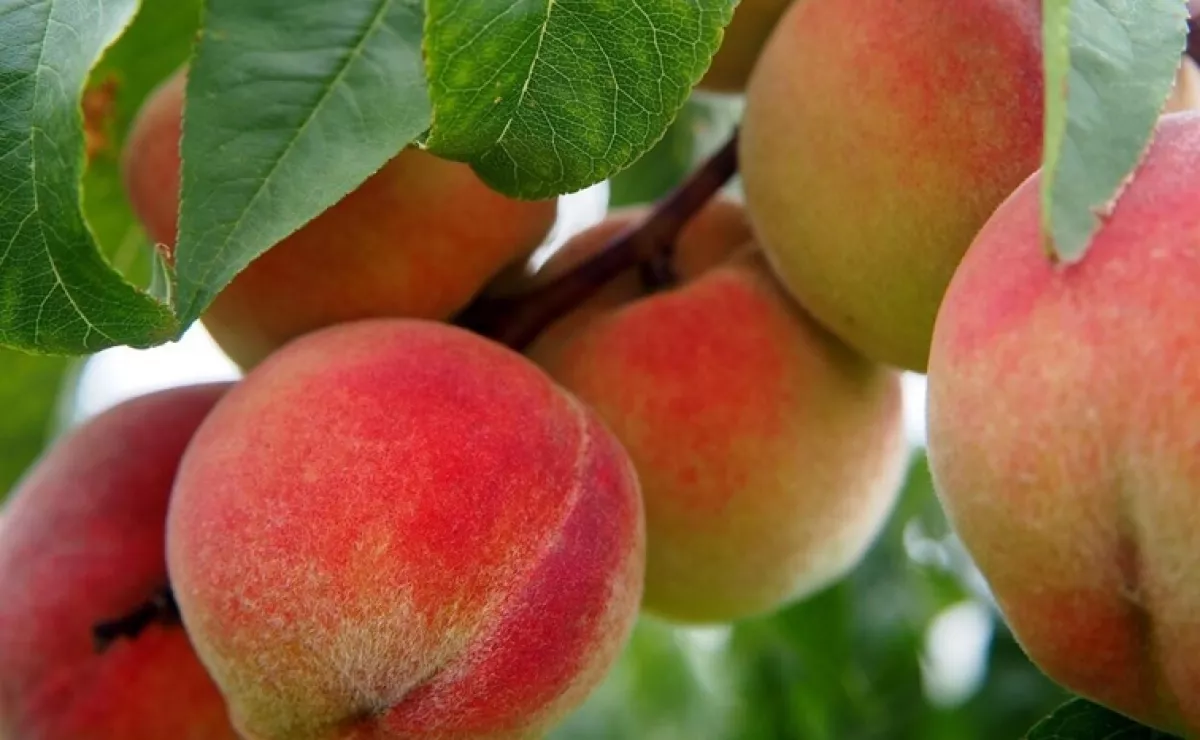 Hogyan kezelhető az őszibarack levélfodrosodása?