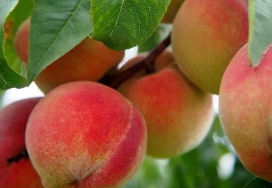 Hogyan kezelhető az őszibarack levélfodrosodása?