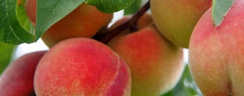 Hogyan kezelhető az őszibarack levélfodrosodása?