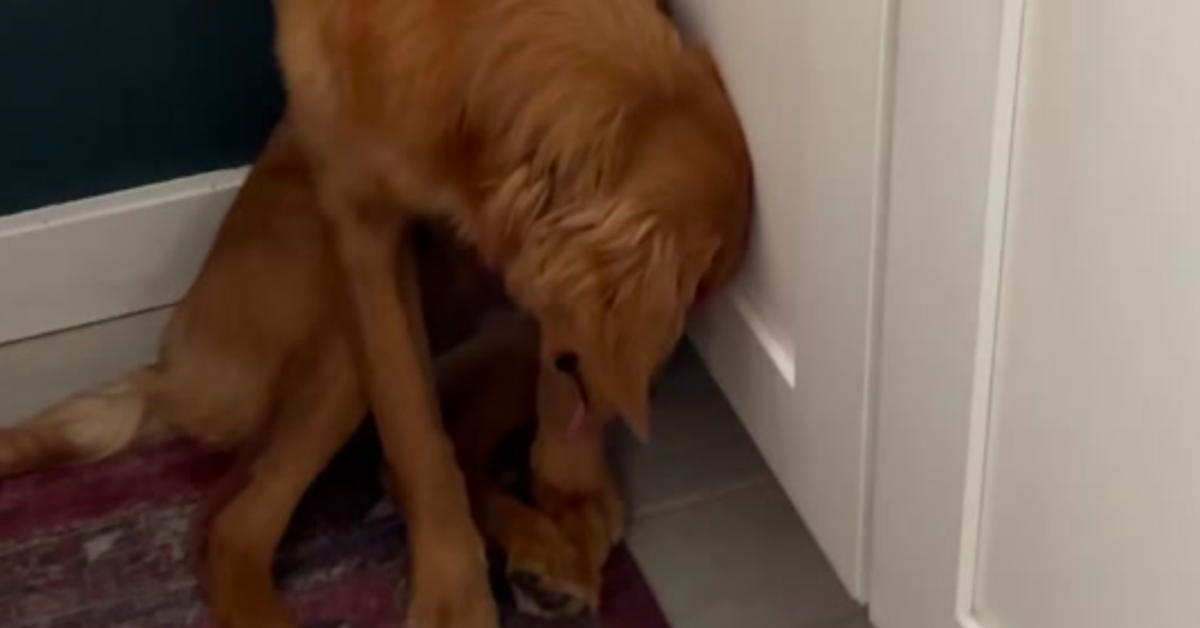 When the woman saw her golden retriever when she returned home, the sight struck her to her heart